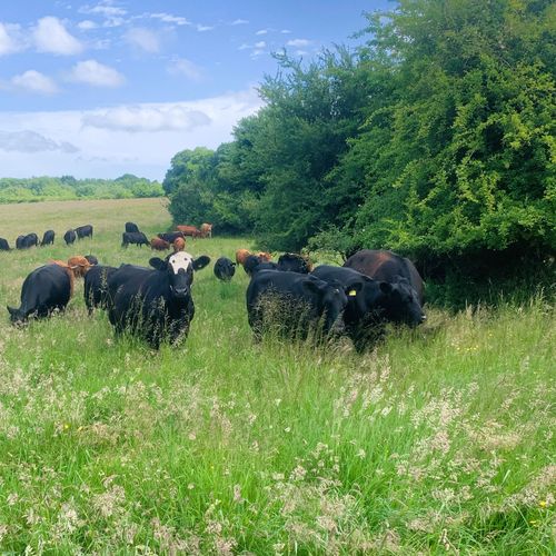 Cows grazing 