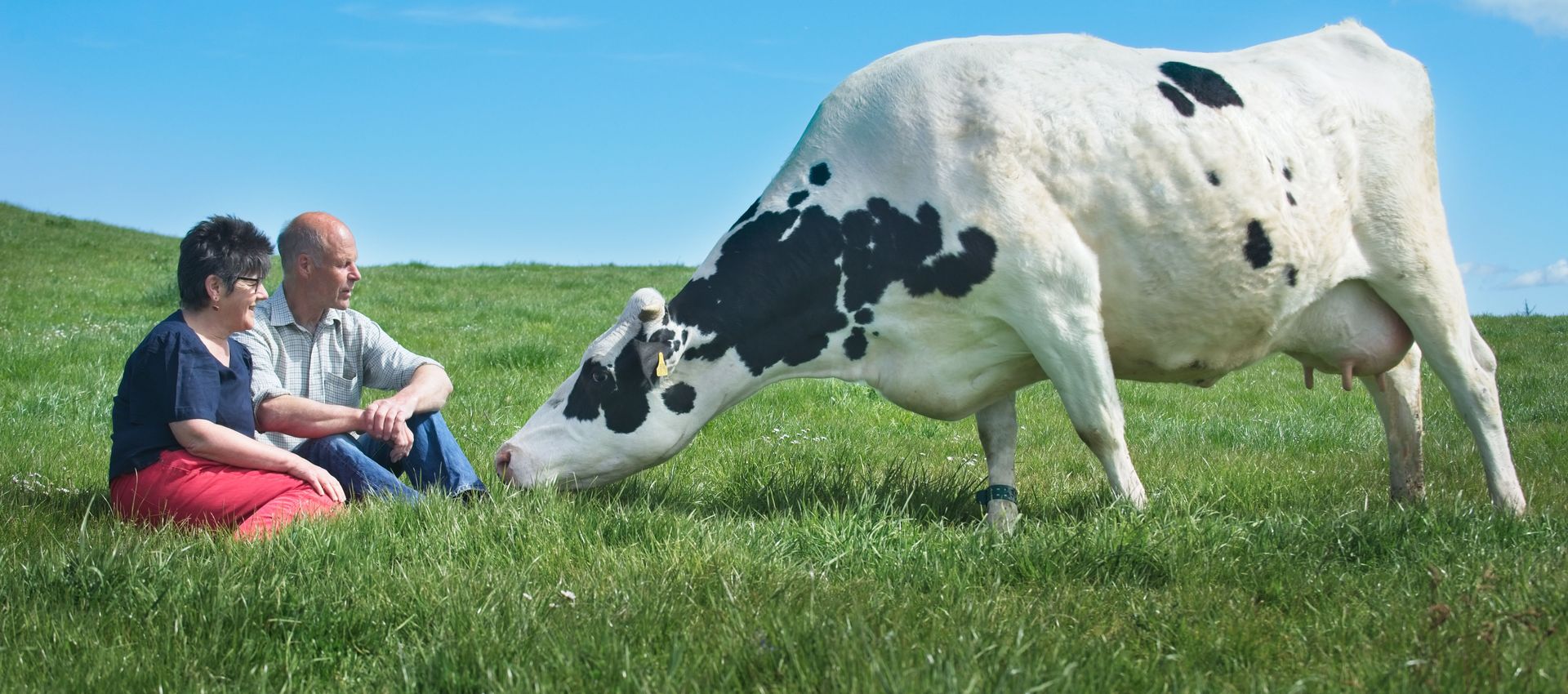 Two farmers sitting on grass socialising with a dairy cow