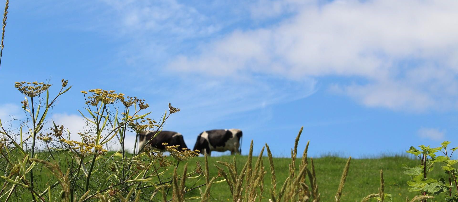 Farm for Profit and Nature at MSO (Maximum Sustainable Output)