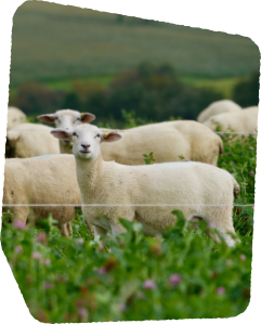 Floating image 1, sheep