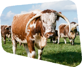 Floating image 2, cow