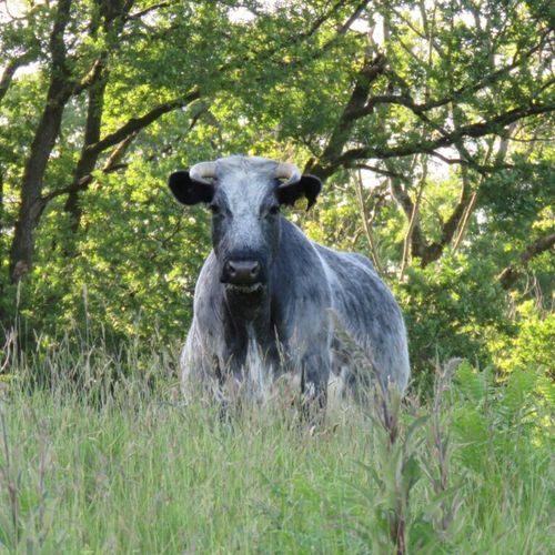 Proof is in the pasture
