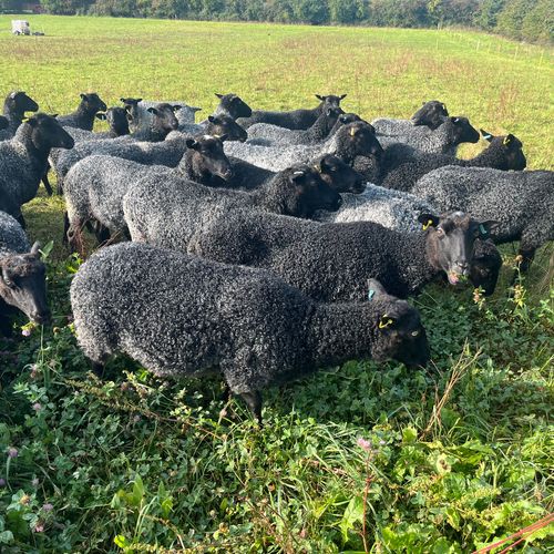 Gotland sheep