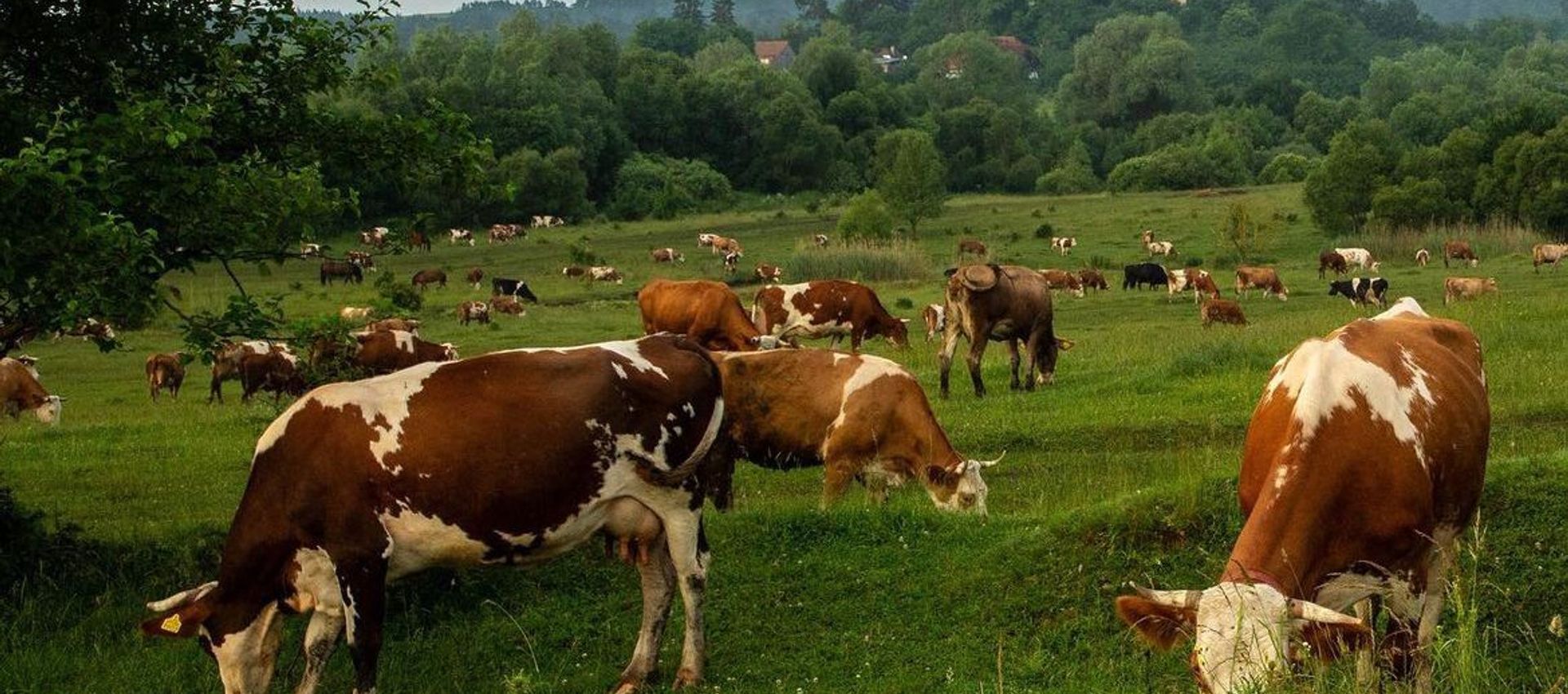 Romania Study Trip