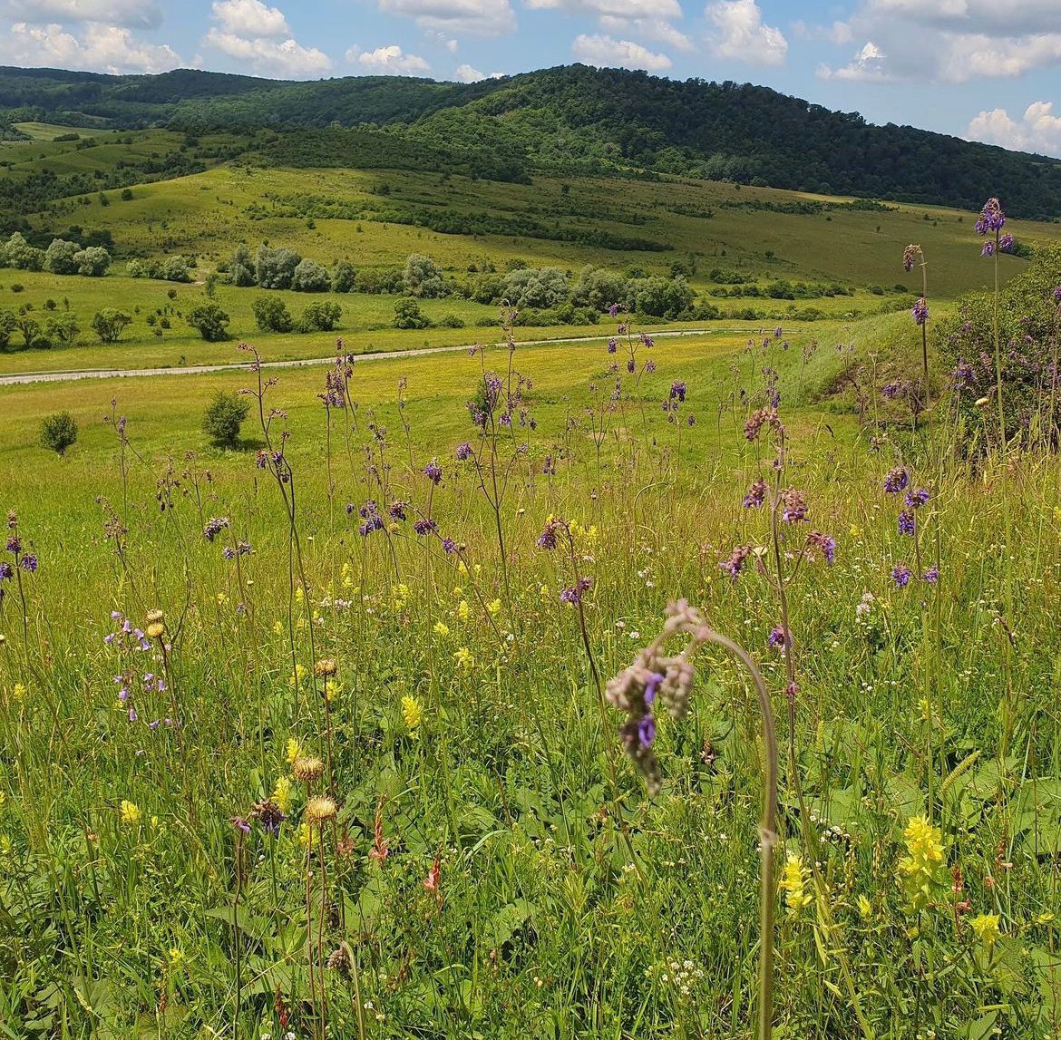 Wildflower hay meadow
