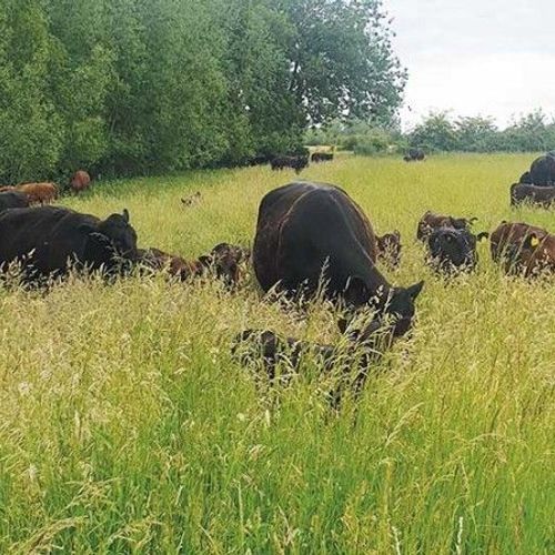 Long grass grazing F C FAI Farms2