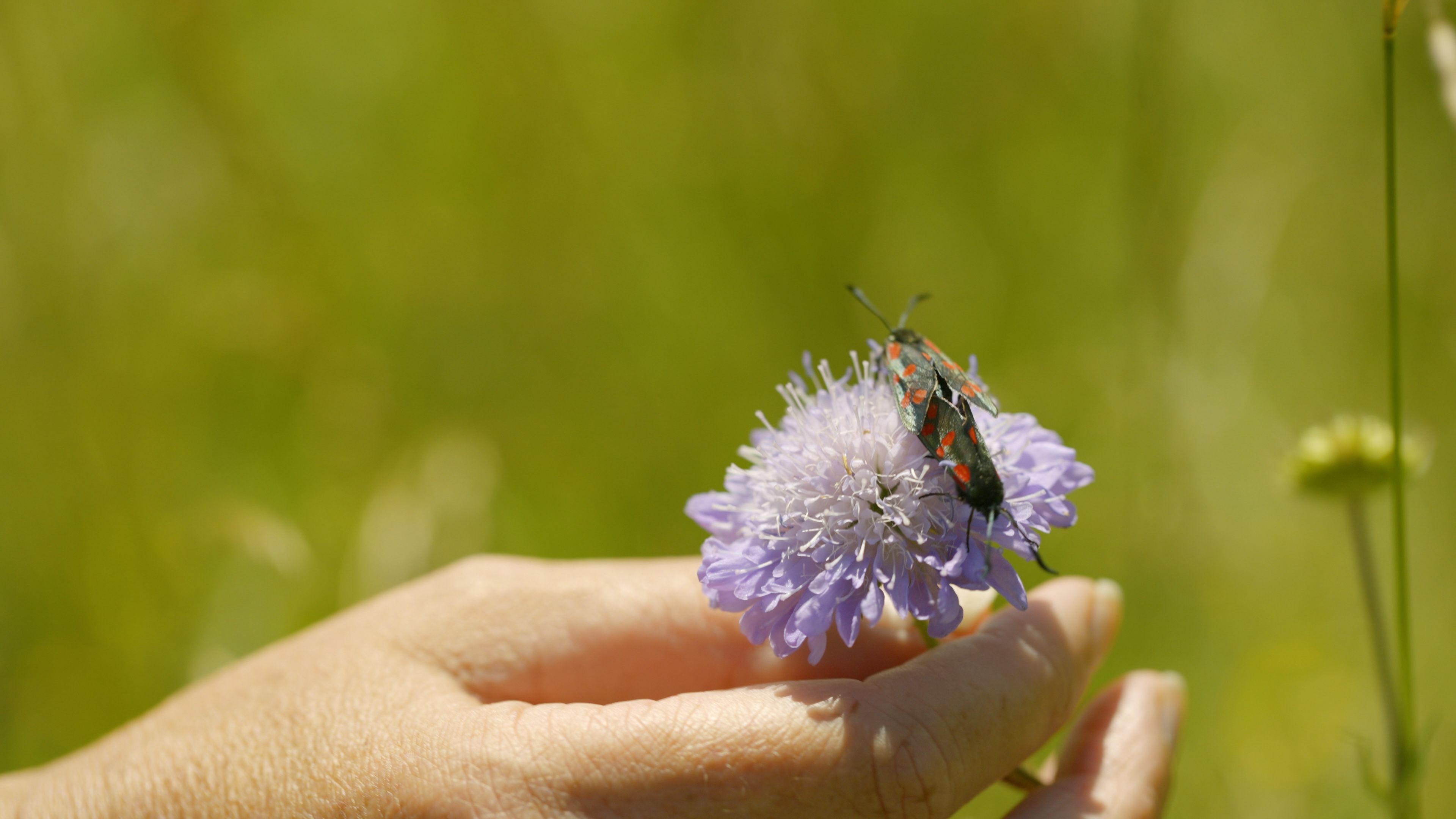 Insect on scabeous flower head