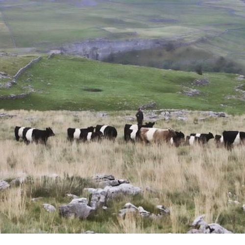 Hill Top Farm - Pasture for Life certified farm