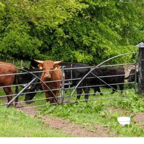 Hillside Beef and Lamb - Pasture for Life certified farm