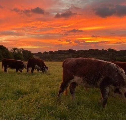 The Garlic Farm - Pasture for Life certified farm