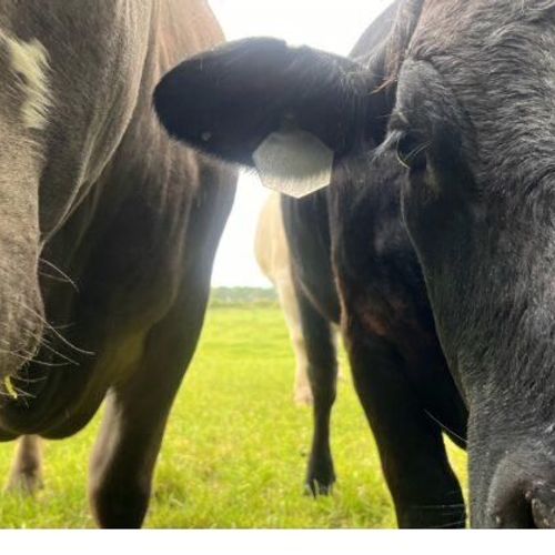 Adstockfields Farm - Pasture for Life certified farm