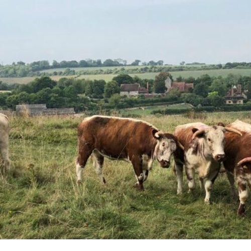 Silverhand Estate - Pasture for Life certified farm