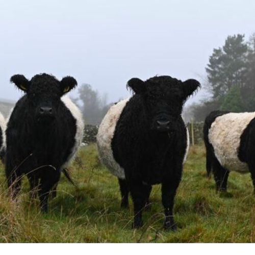 Megs Farm - Pasture for Life certified farm