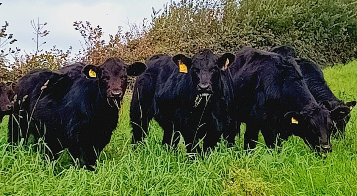 Herefords Grazing