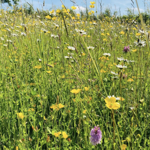 Diverse pasture