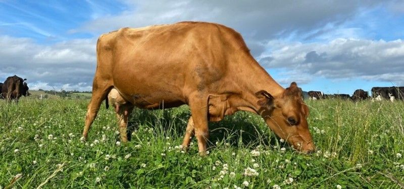 Pasture Fed Cows Park House Farm Torpenhow 1 1024x480