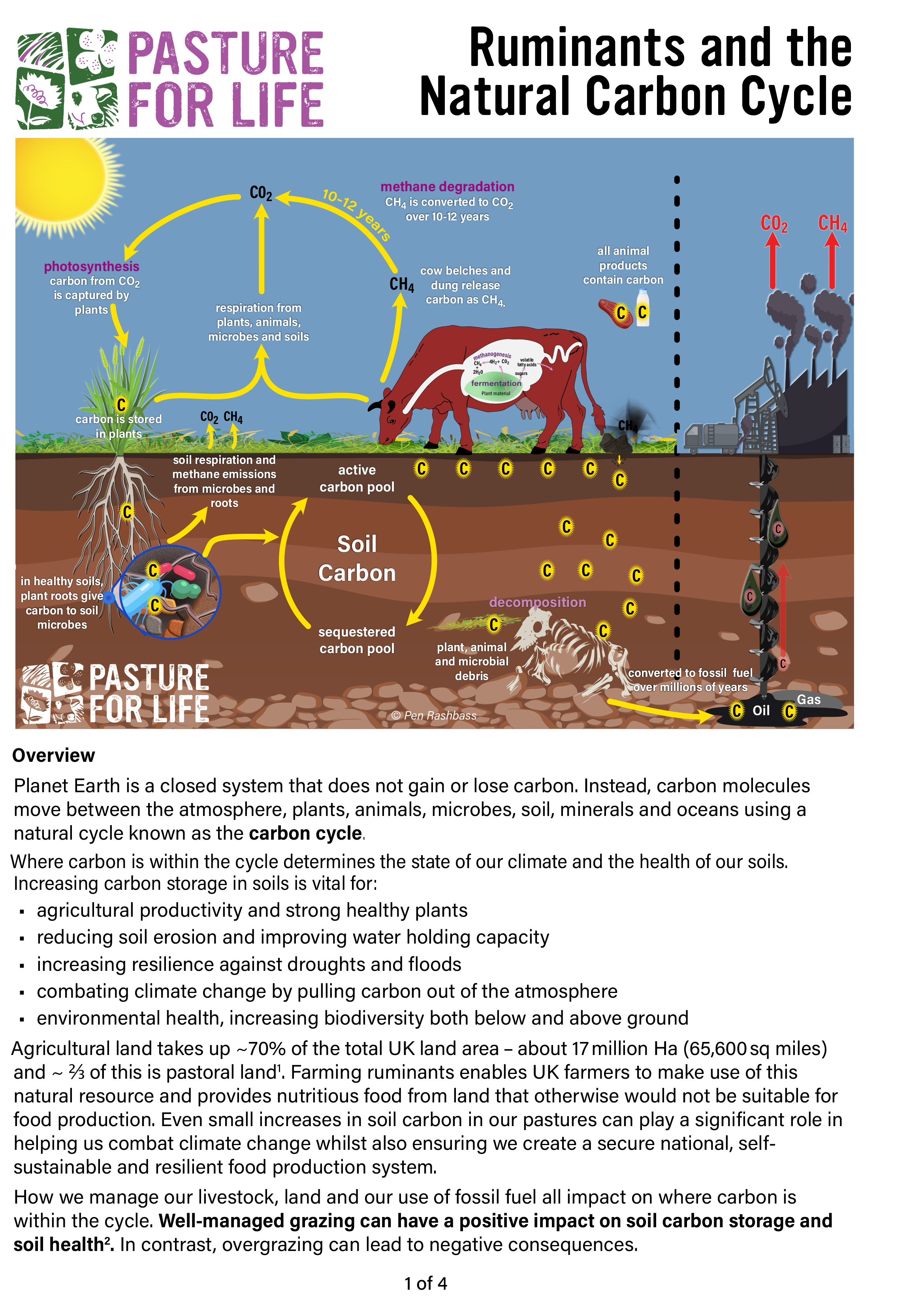 Ruminants and the Natural Carbon Cycle