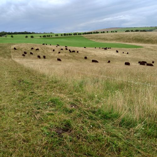 Chalk grassland
