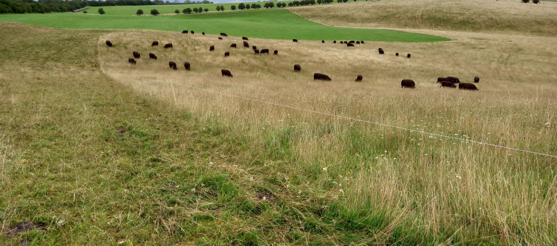 Chalk grassland, Saddlescombe Farm