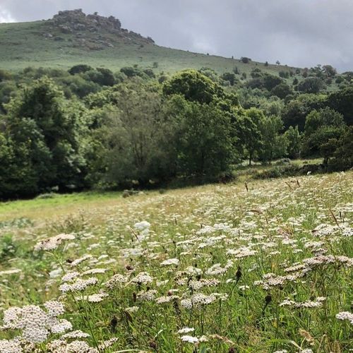 Yarrow