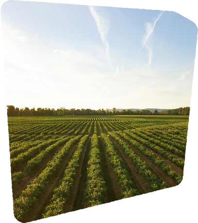 Crops