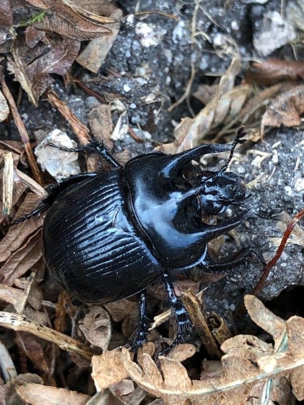 Cat Frampton, Dartmoor Farmer and Artist - Beetles