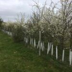 Fidelity Weston and Romshed Farm - Hedge