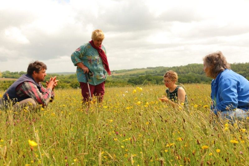 Olly Walker, Essebeare Farm - Olly-Val-Eti-and-Dorette-on-Ollys-mob-grazed-hay-meadow-4