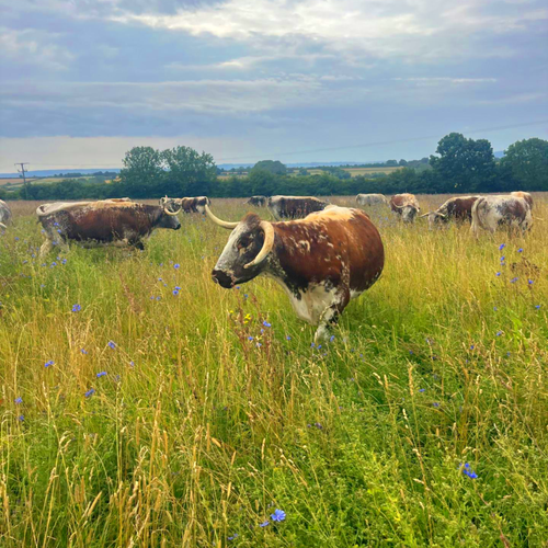 Rose Dale's Organic Farm  main image