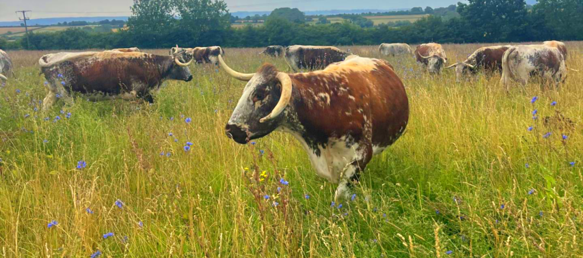 Rose Dale's Organic Farm main image