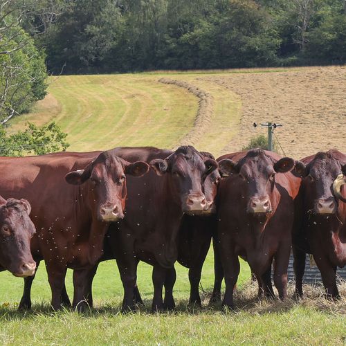 Image of who Hoopers Farm is