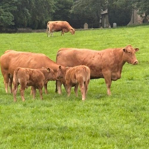 meta image for Out in the Drought NYM: Protecting Production with Summer-Dry Grazing