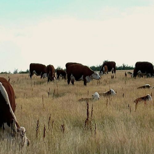 meta image for Drought, Floods & What Comes Next – A Farmer Get-Together at Romshed