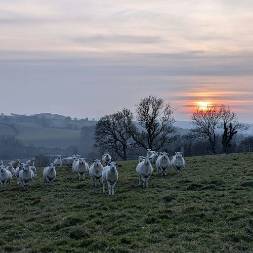 meta image for Managing flock health in low-input sheep systems