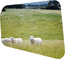 Sustainable farming