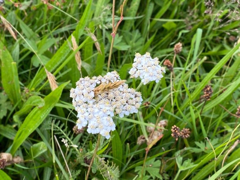 Hill Top Farm - image00005