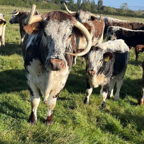 Image of what Rose Dale's Organic Farm  stands for