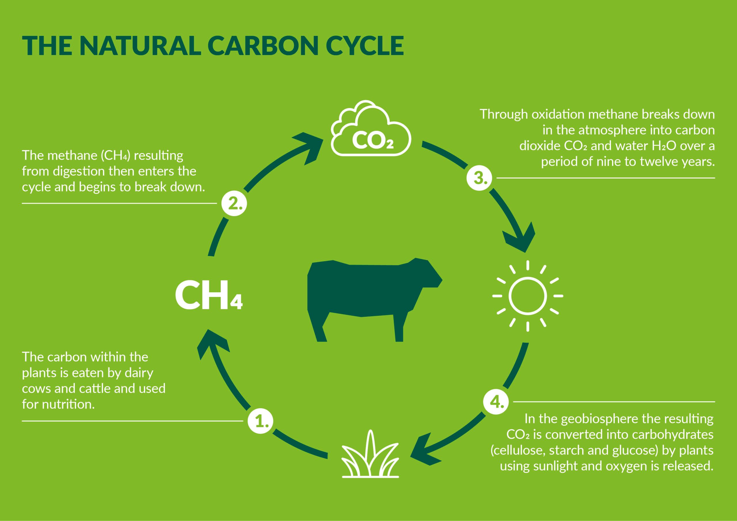 The Natural Carbon Cycle