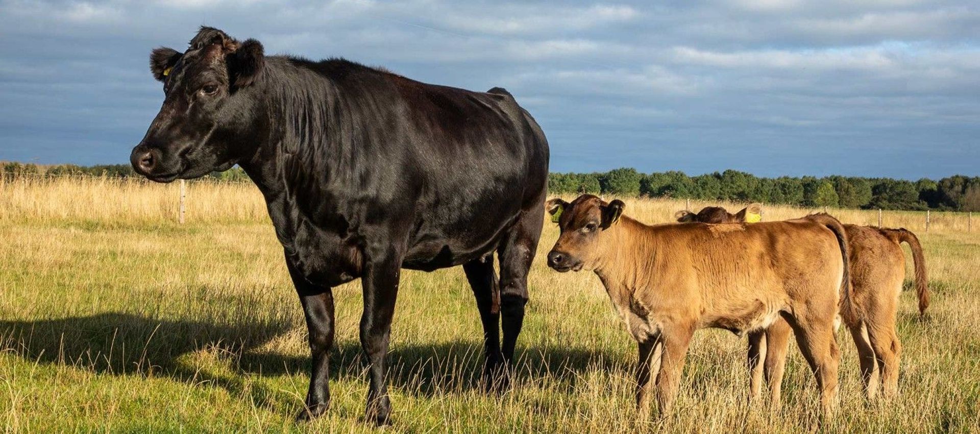 Wagyu cattle